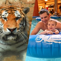 Dual image of a tiger from erie zoo and an image of a dad and child in a pool
