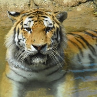 A tiger in a pool